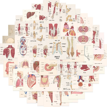 10/50pcs Cartoon Human Organ Medical Anatomy Stickers for Luggage Laptop Diary Bottle Phone Graffiti Waterproof Cool Sticker (ONLINE ORDER ONLY)