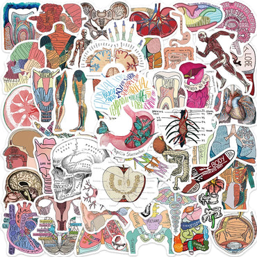 10/30/50PCS Funny Human Organ Medical Anatomy Stickers Cartoon Decals DIY Notebook Laptop Suitcase Stationery Waterproof Toys (ONLINE ORDER ONLY)