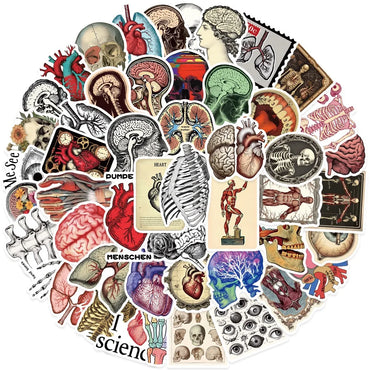 10/50pcs Vintage Human Organ Medical Anatomy Stickers Body Structure Decals DIY Laptop Diary Bottle Graffiti Waterproof Sticker (ONLINE ORDER ONLY)