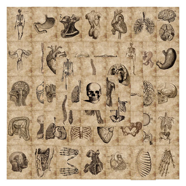 10/30/56pcs Anatomy and Physiology The Body Structure Stickers PVC Waterproof Toy Graffiti Skeleton Stickers For Luggage Decals (Online Order Only)