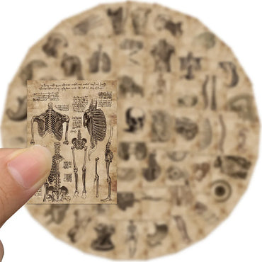 10/30/56pcs Vintage Anatomy and Physiology The Body Structure Stickers Poster Laptop Skateboard Luggage Phone Car Cool Sticker (Online Order Only)
