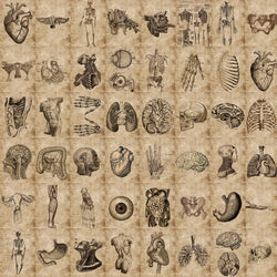 Anatomy Physiology Skeleton Stickers Waterproof Decals for Guitar Luggage Laptop (ONLINE ORDER ONLY)