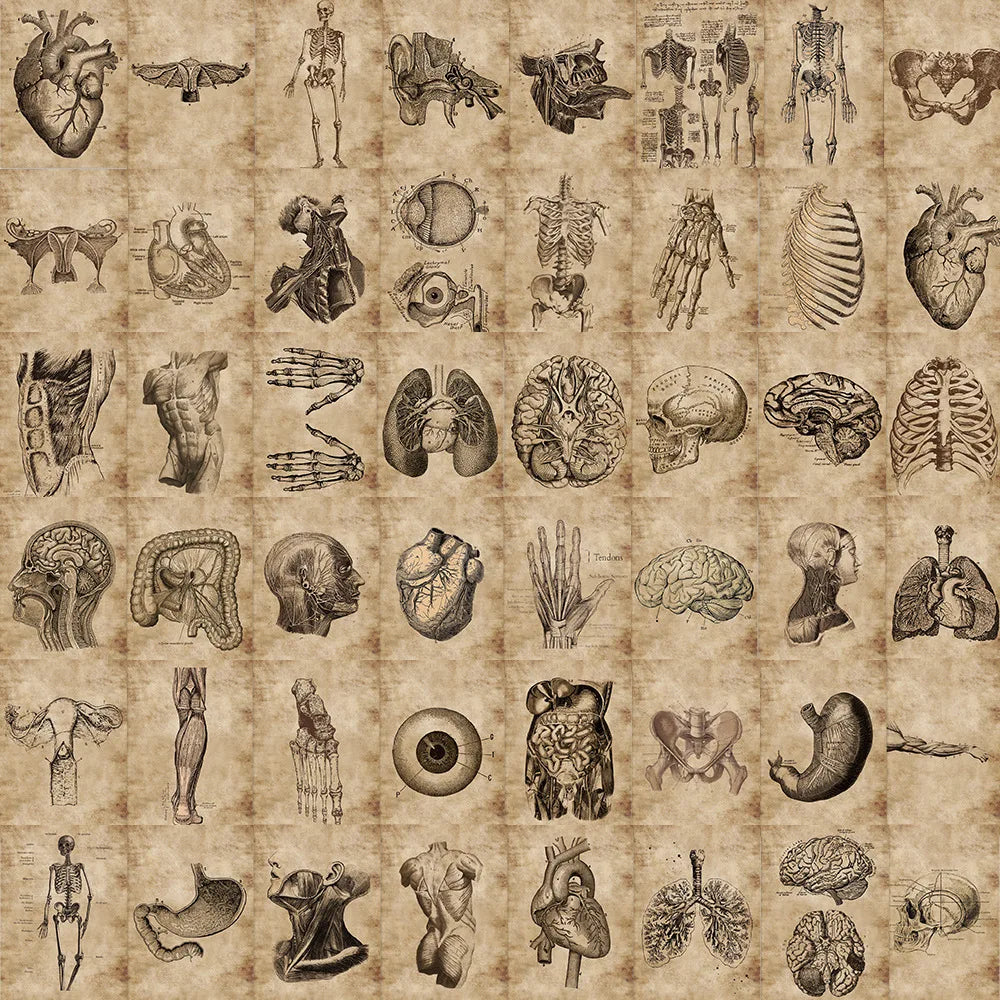 Anatomy Physiology Skeleton Stickers Waterproof Decals for Guitar Luggage Laptop (ONLINE ORDER ONLY)