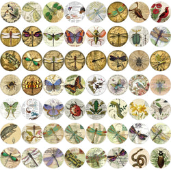 58PCS Insect Specimen Sticker Cartoon Vintage DIY Phone Laptop Luggage Skateboard Graffiti Decals Fun for Kid Stickers Toy (ONLINE ORDER ONLY)