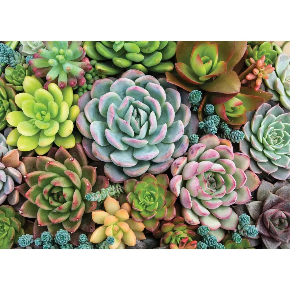 Succulent Garden 1000 Piece Jigsaw Puzzle Peter Pauper