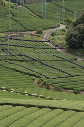 Samidori Single Cultivar Matcha (ONLINE ORDER ONLY)