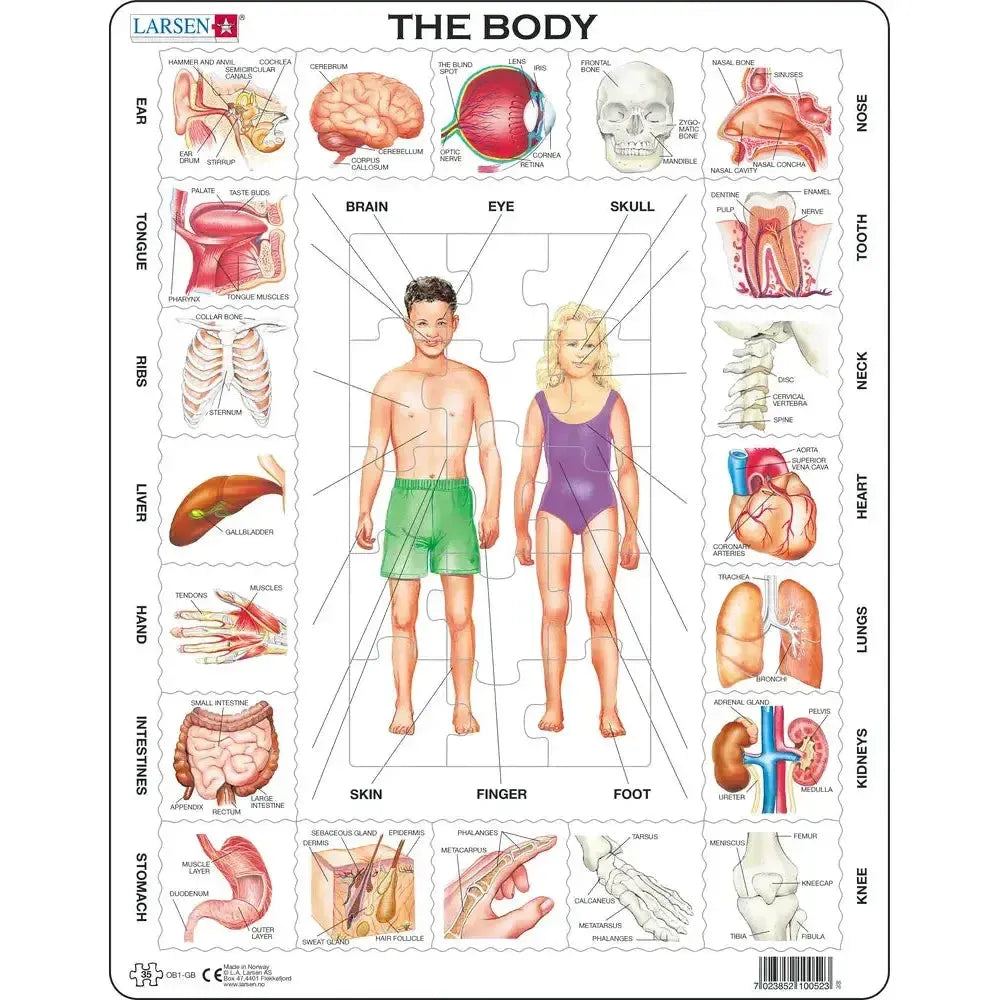 The Body 35 Piece Tray Jigsaw Puzzle Larsen