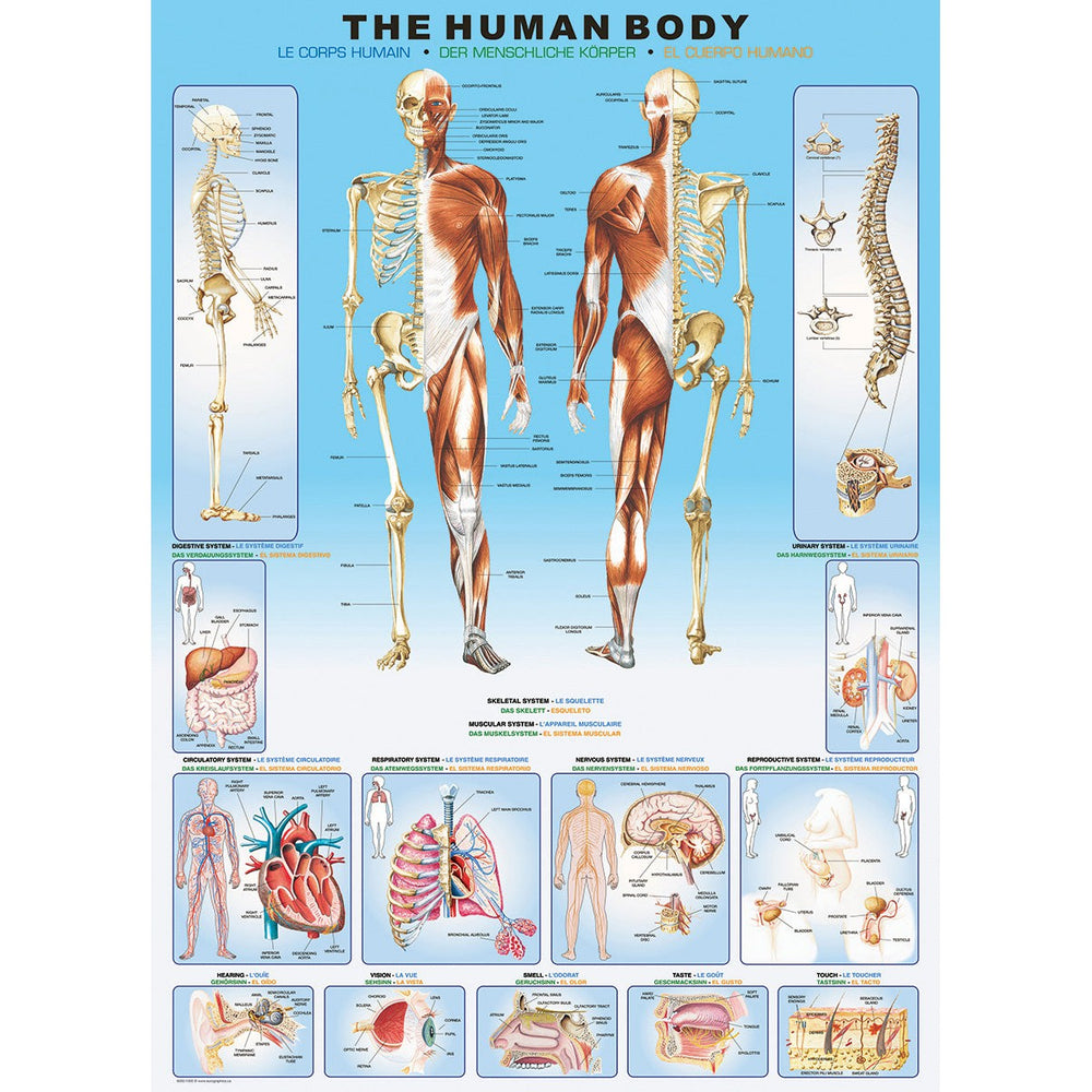 The Human Body 1000 Piece Jigsaw Puzzle Eurographics (ONLINE ORDER ONLY)