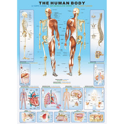 The Human Body 1000 Piece Jigsaw Puzzle Eurographics (ONLINE ORDER ONLY)