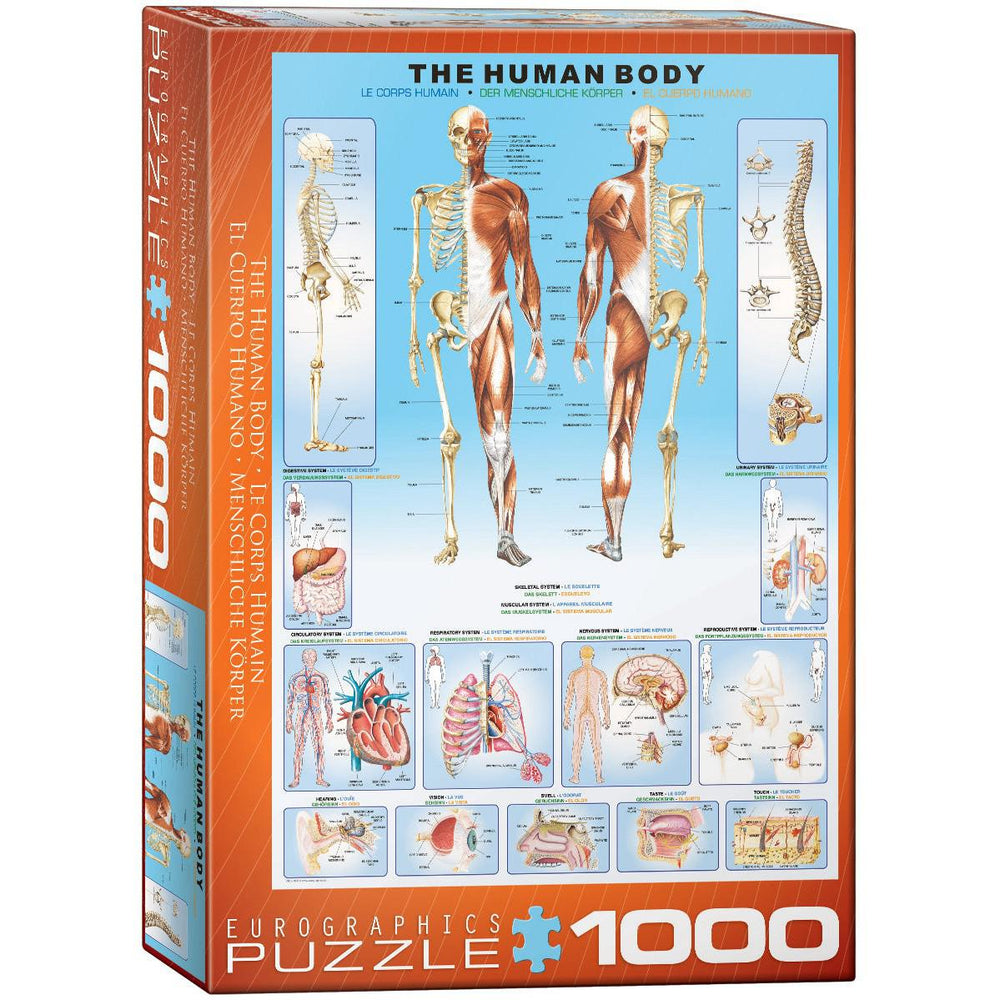 The Human Body 1000 Piece Jigsaw Puzzle Eurographics (ONLINE ORDER ONLY)