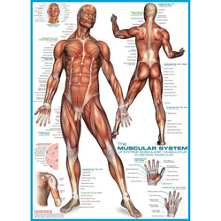 The Muscular System 1000 Piece Jigsaw Puzzle Eurographics (ONLINE ORDER ONLY)