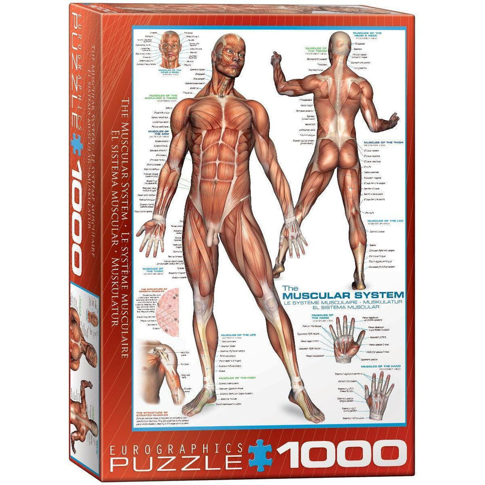 The Muscular System 1000 Piece Jigsaw Puzzle Eurographics (ONLINE ORDER ONLY)