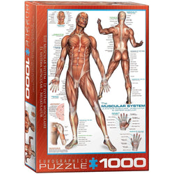 The Muscular System 1000 Piece Jigsaw Puzzle Eurographics (ONLINE ORDER ONLY)
