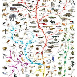 The Tree of Life 1000 Piece Jigsaw Puzzle Eurographics (ONLINE ORDER ONLY)