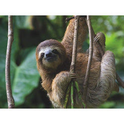 Three Toed Sloth National Geographic 500 Piece Jigsaw Puzzle NYPC (ONLINE ORDER ONLY)