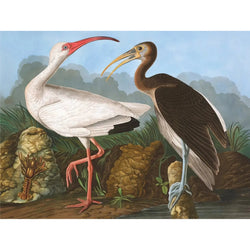 White Ibis Vintage Collection 1000 Piece Jigsaw Puzzle NYPC