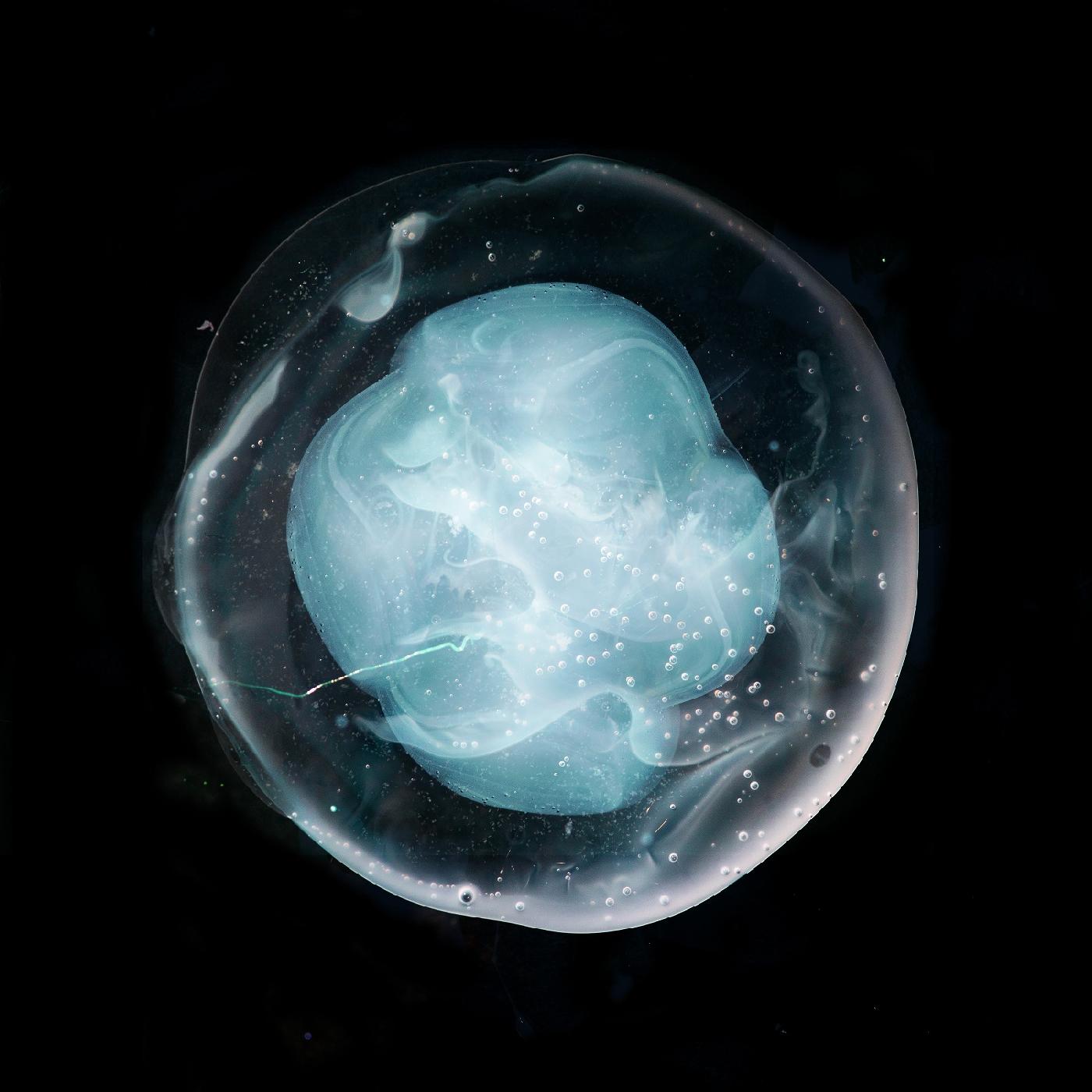 The Undivided Five [CD] (ONLINE ORDER ONLY)