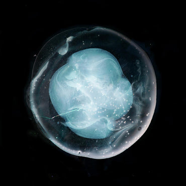 The Undivided Five [CD] (ONLINE ORDER ONLY)