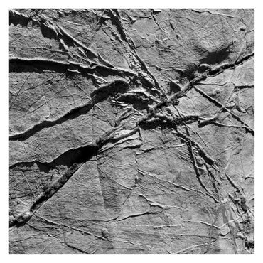 AGF & VARIOUS - Arachnesound [CD] (ONLINE ORDER ONLY)
