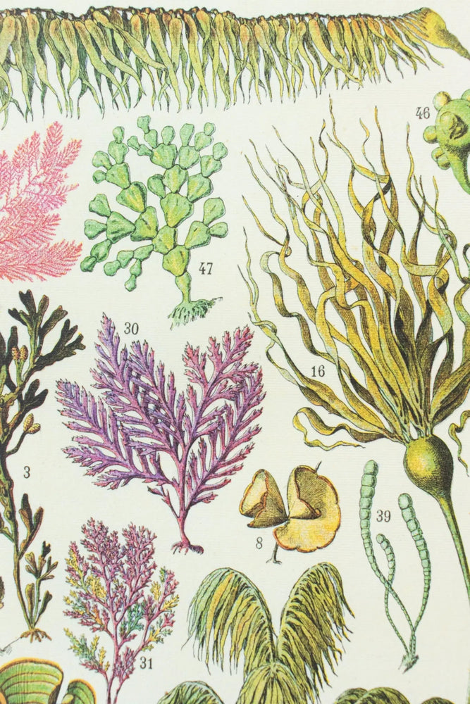 Algae Scientific Chart (ONLINE ORDER ONLY)