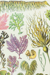 Algae Scientific Chart (ONLINE ORDER ONLY)