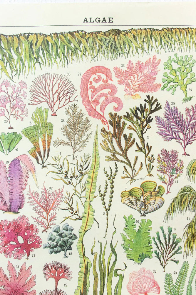 Algae Scientific Chart (ONLINE ORDER ONLY)