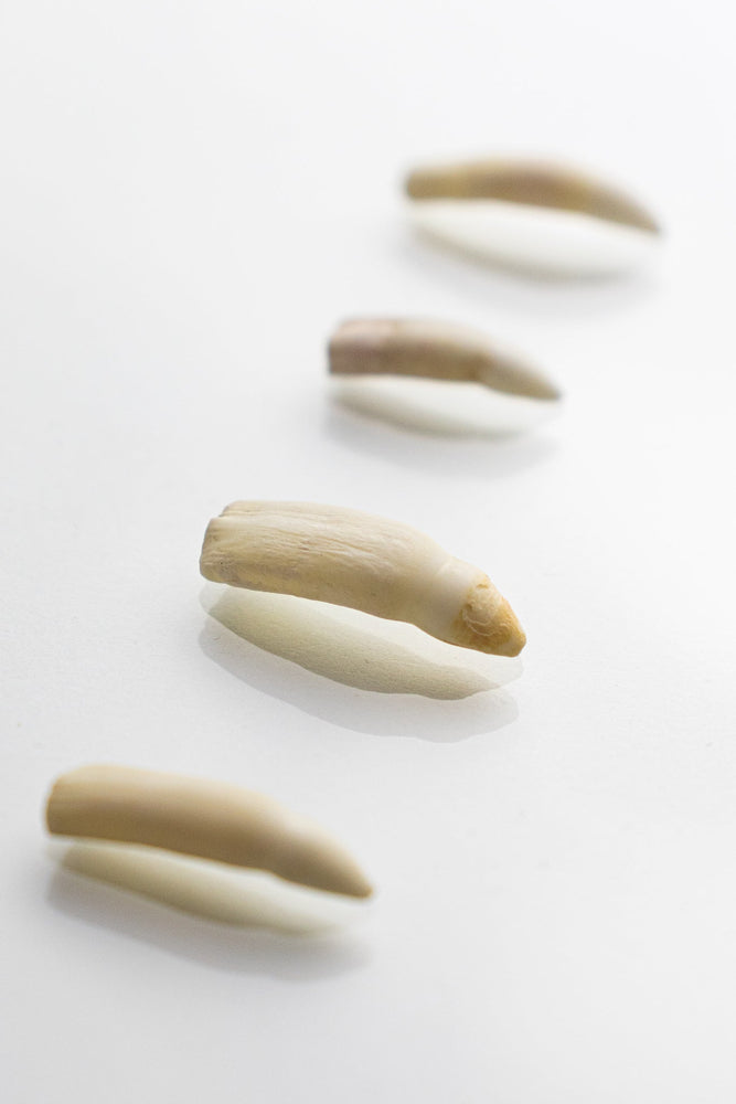 Alligator Tooth (ONLINE ORDER ONLY)