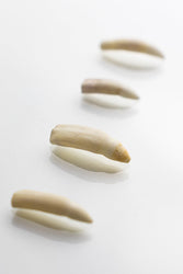 Alligator Tooth (ONLINE ORDER ONLY)