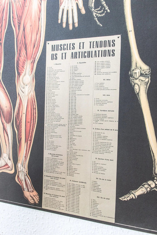 Anatomy Scientific Chart (Online Order Only)