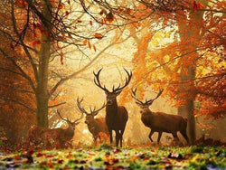 Animals In Autumn Forest (ONLINE ORDER ONLY)