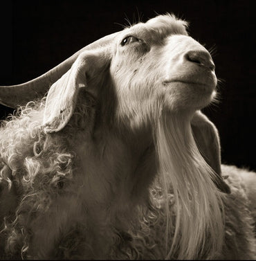 ANTOINE CHESSEX - Echo/Cide / The Experience of Limit [Vinyl] (ONLINE ORDER ONLY)