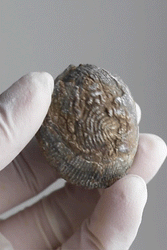 Brachiopod Fossil (Online Order Only)