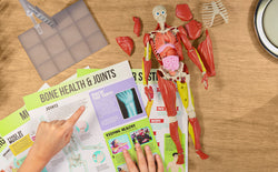 Be Amazing! Toys Interactive Human Body Fully Poseable Anatomy Figure – 14” Tall (ONLINE ORDER ONLY)