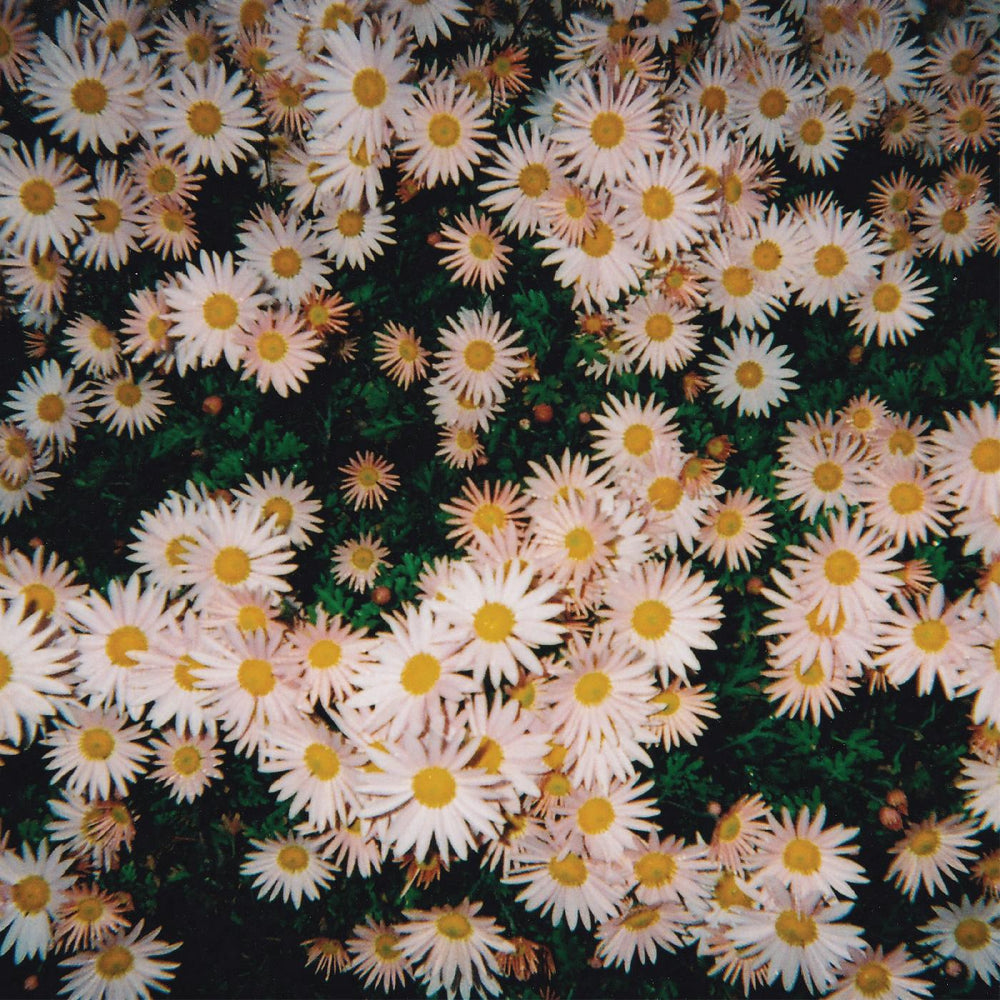 Bad Bad Hats (PINK VINYL) [Vinyl] (ONLINE ORDER ONLY)