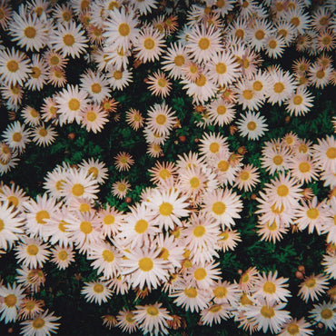 Bad Bad Hats (PINK VINYL) [Vinyl] (ONLINE ORDER ONLY)