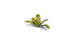 Gamers Grass | Laser Plants | Banana Tree (ONLINE ORDER ONLY)