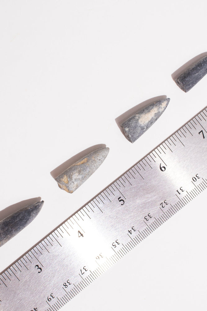 Belemnite Fossil (Online Order Only)