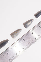 Belemnite Fossil (Online Order Only)