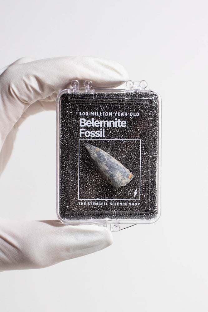 Belemnite Fossil (Online Order Only)