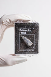Belemnite Fossil (Online Order Only)