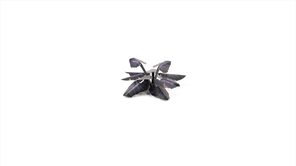 Gamers Grass | Laser Plants | Black Magic Taro (ONLINE ORDER ONLY)