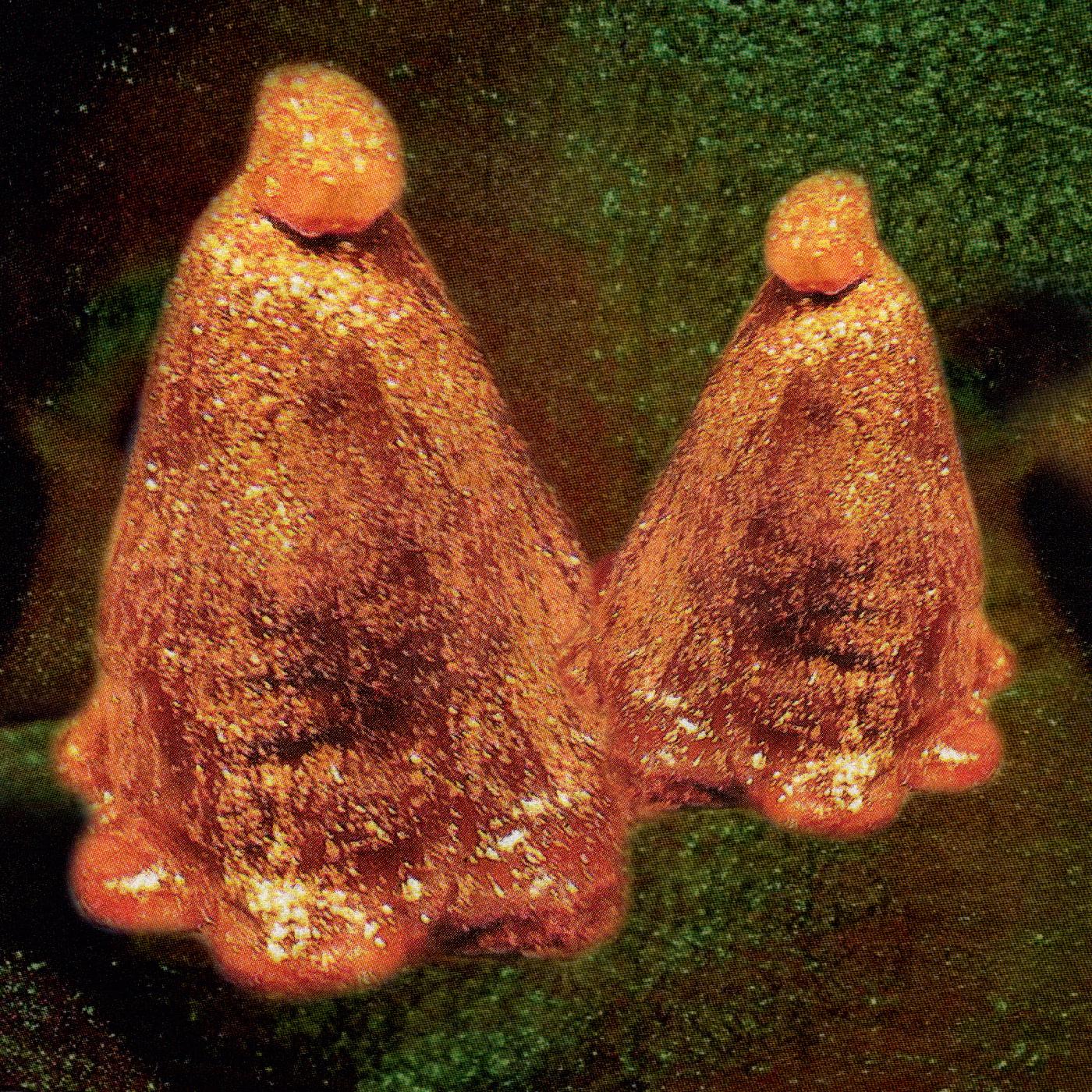 Black To Comm - Oocyte Oil & Stolen Androgens [Vinyl] (ONLINE ORDER ONLY)