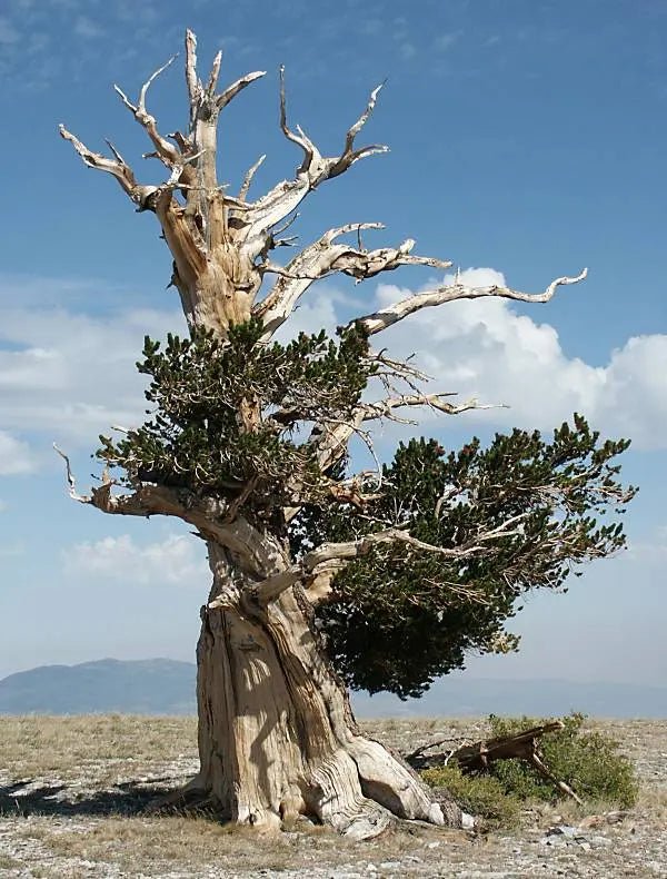 Bristlecone Pine Seeds (Online Order Only)