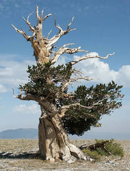 Bristlecone Pine Seeds (Online Order Only)