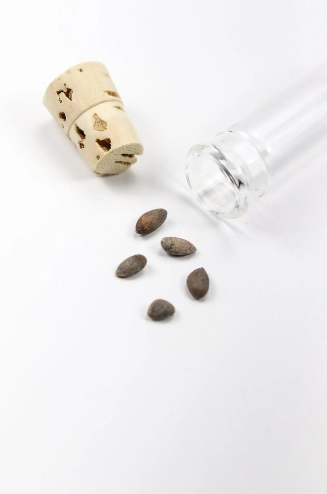 Bristlecone Pine Seeds (Online Order Only)