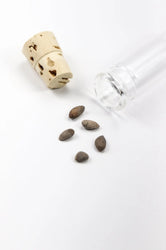 Bristlecone Pine Seeds (Online Order Only)