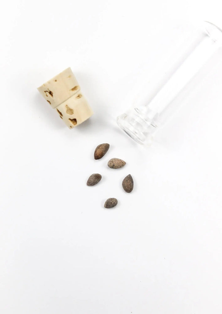 Bristlecone Pine Seeds (Online Order Only)