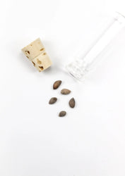 Bristlecone Pine Seeds (Online Order Only)
