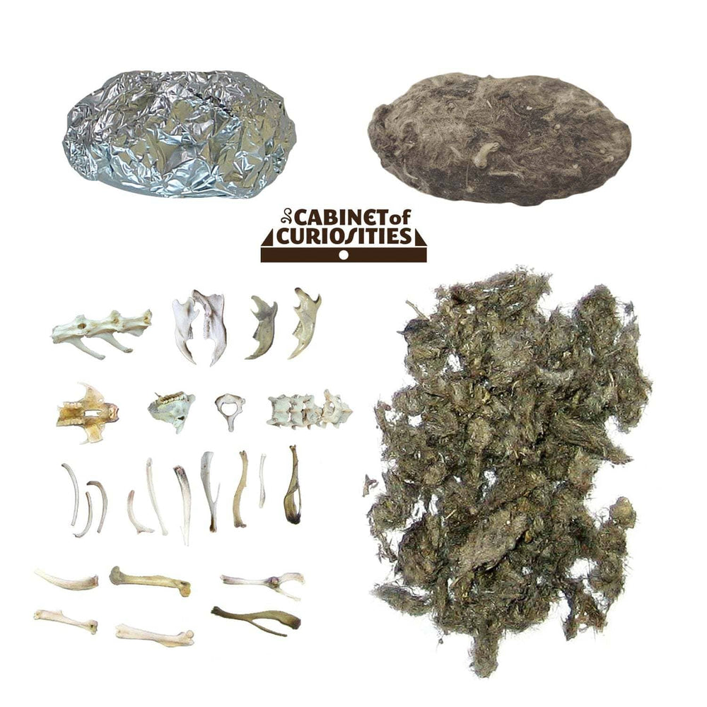 Cabinet of Owl Pellets | Copernicus Toys | Real owl pellets | Facts and instructions included… (ONLINE ORDER ONLY)