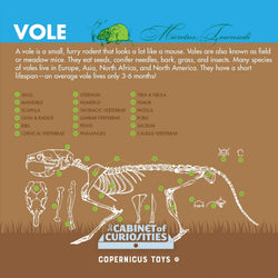 Cabinet of Owl Pellets | Copernicus Toys | Real owl pellets | Facts and instructions included… (ONLINE ORDER ONLY)